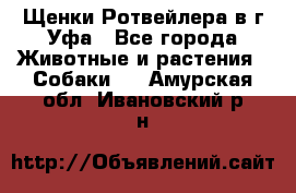 Щенки Ротвейлера в г.Уфа - Все города Животные и растения » Собаки   . Амурская обл.,Ивановский р-н